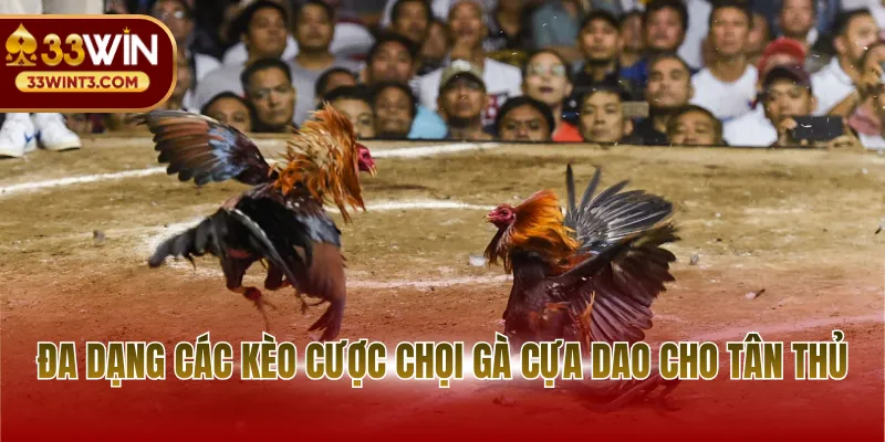Đa dạng các kèo cược chọi gà cựa dao cho tân thủ