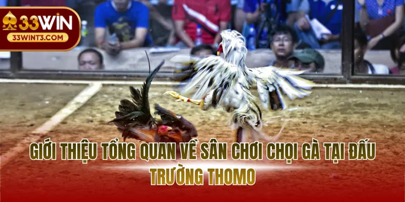 Đá Gà Thomo - Đỉnh Cao Giải Trí Và Nghệ Thuật Thi Đấu 2 Giới thiệu tổng quan về sân chơi chọi gà tại đấu trường Thomo